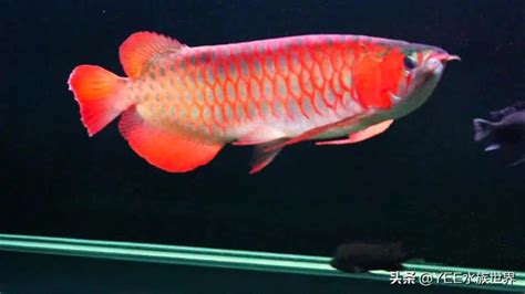 極品紅龍魚